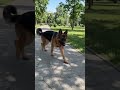 #germanshepherd #gsd #anime #youtuberemix #funnydog #puppy #mydogjack #doglove