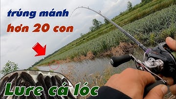 Câu Lure Cá Lóc ✅ Câu Cá Lóc Dạo Vườn Khóm Tân Phước - Tiền Giang Mùa Gió Lạnh | Tâm Râu Vlog #282