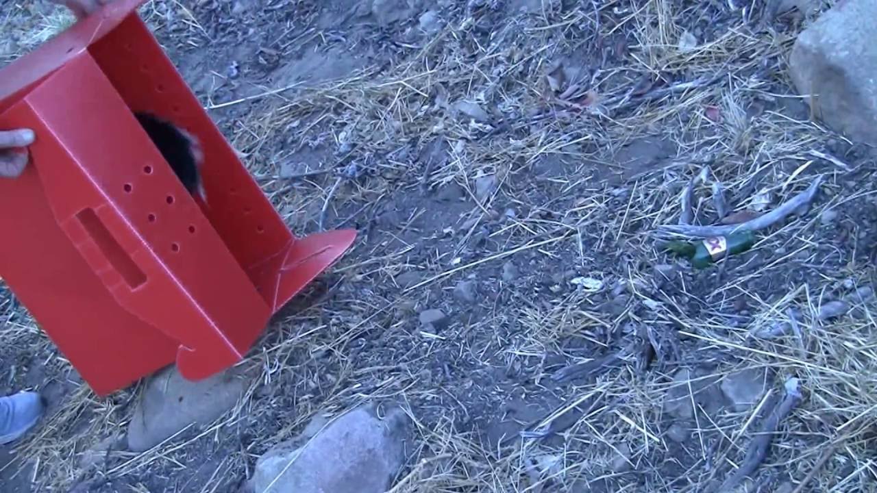 Skunk Release - YouTube