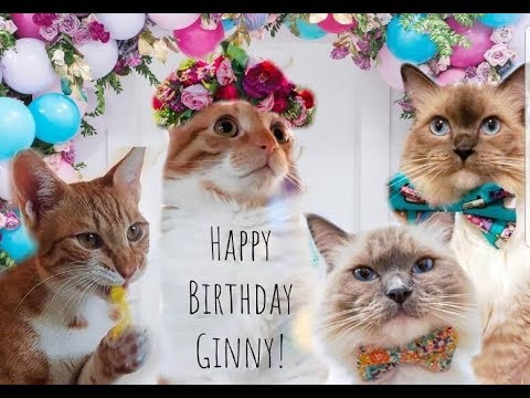 cat-1st-birthday-party