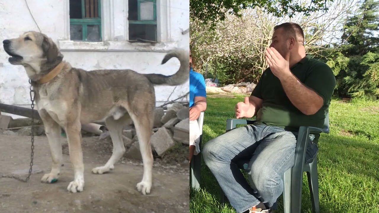 ESKİ GÜREHLER BOZLAR AKIN TÜLÜBAŞLA  2.bölüm