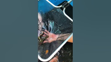 Thu hoạch Lóc Trân Châu Ngũ Sắc sau 2 tháng rưỡi thả hồ