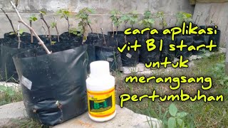 cara aplikasi vit B1 start untuk merangsang pertumbuhan akar