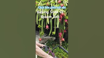 Cách Bón Phân và Trừ Sâu bằng Baking Soda với Epsom Salt ​⁠ @Saigon Place