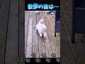 【散歩したよ】#いぬ #犬 #イヌ #dog #shorts #comedy #散歩