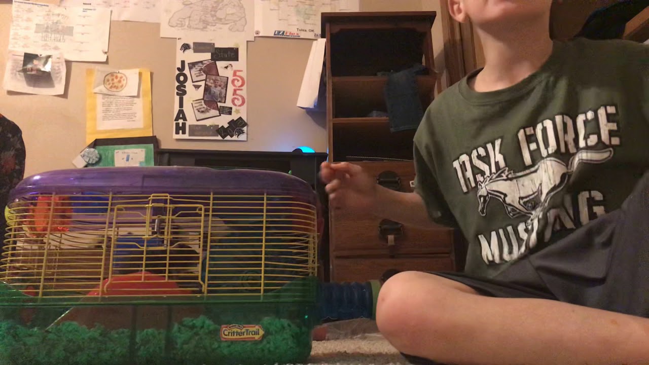 Cleaning my hamsters cage YouTube