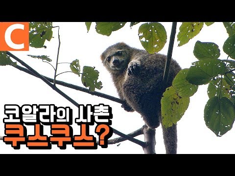 &amp;#39;곰 <strong>쿠스쿠스</strong>&amp;#39;