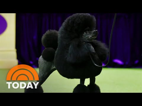 Miniature poodle crowned top dog at 2024 Westminster Dog Show