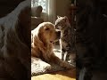 👉 “कुत्ता और बिल्ली की अनोखी दोस्ती ❤️ 👉 “दुश्मनी से दोस्ती तक 🐾 | Dog & Cat Emotional Story”