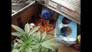 my auto white berry week 4