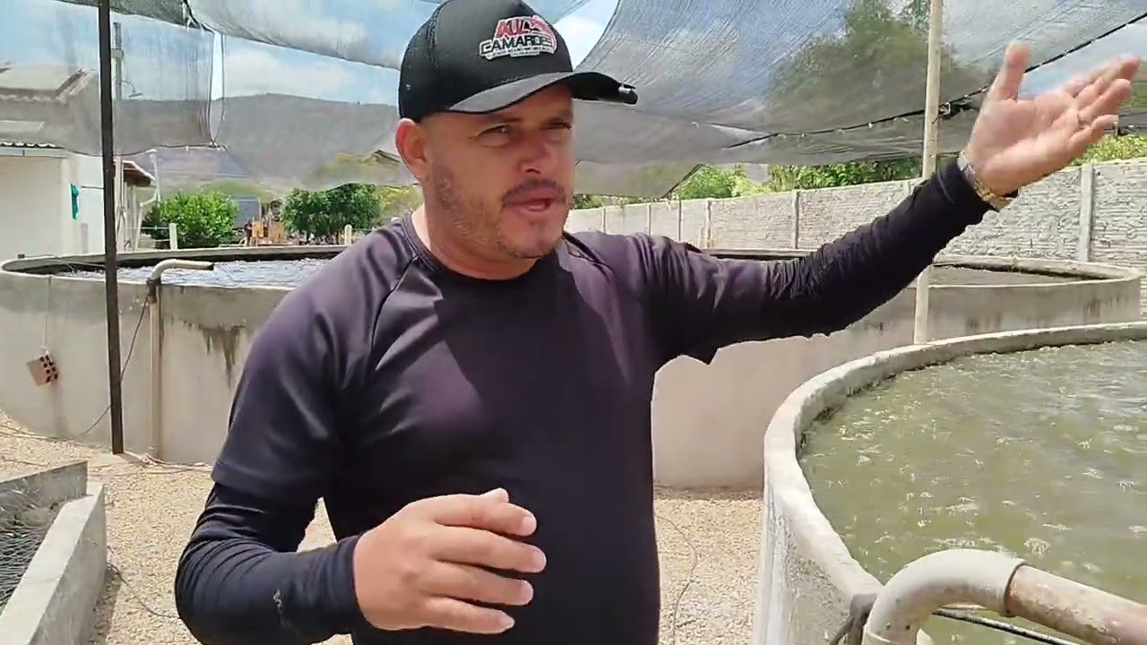 Criação de tilápia em Água de recirculação - PARTE 01 - 02.11.2024