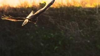 Northern Harrier Hunting in Arcata Bottoms