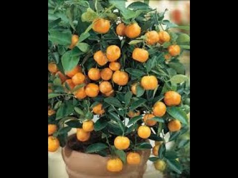Video: Mandarin Info - Savjeti za uzgoj mandarina