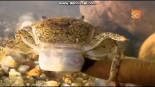 Leech vs Crab EPIC MUST WATCH