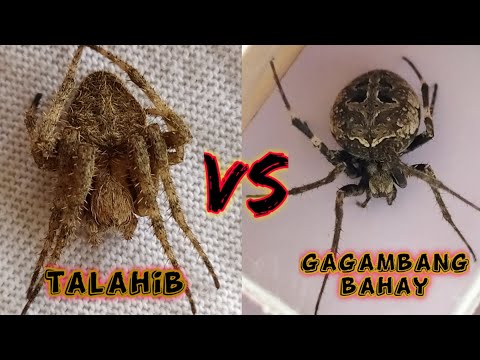 Unbelievable fight 😱 - derby spider VS Gagambang bahay