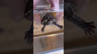 Turtle Food Bath 🛀