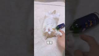 【獨生子的日常】哪只让你映像最深刻呢#Funnycat #可愛 #動物