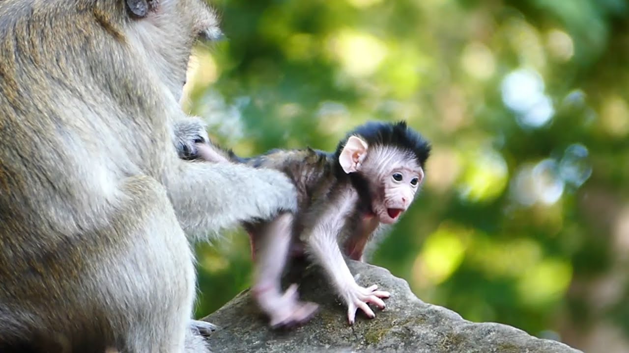 Blacky mom monkey makes her baby Newborn so scare this action