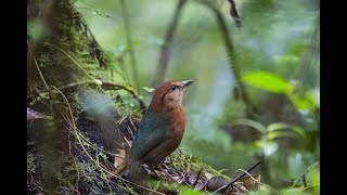 Расслабляющие 🦋 и восхищающие звуки птиц 🦅🦅 / On-line meditation 🦋 Forest-birds 🦅🦅