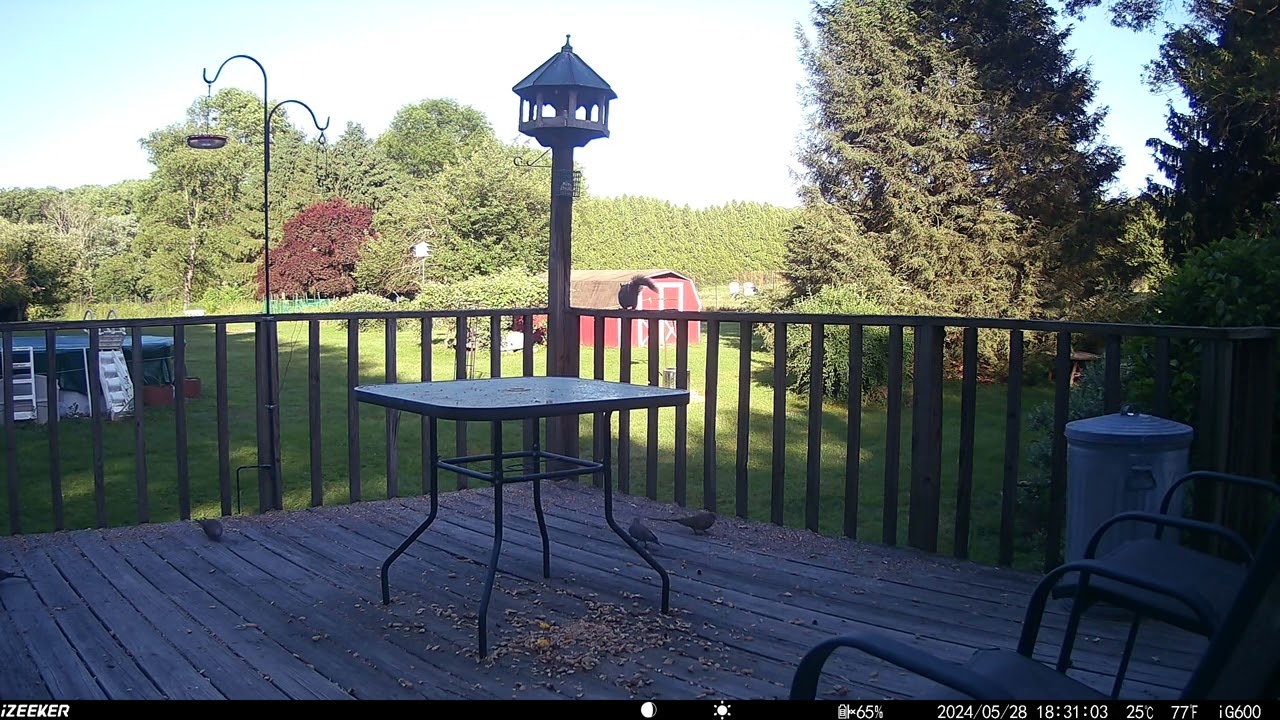 Cute little mourning doves moving around on the floor. Blue jay comes in deck trail camera
