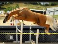 Legacy in gold palomino throughbred stallion free jumping