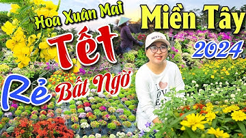 Giá Rẻ " Bất Ngờ " Trăm Hoa Rực Rỡ Chờ Thương Lái Mua Tết 2024 Vựa Hoa Sa Đéc Lớn Nhất Nhì Miền Tây