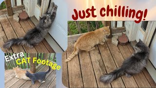 CAT is just CHILLING on back porch (extra footage of cats)