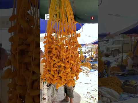 بدء وصول أول إنتاج النخيل إلى أسواق شبوة