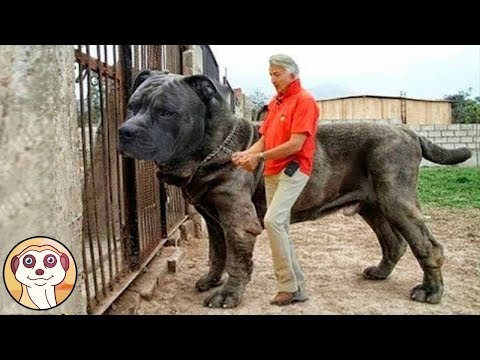 Video: LISTA DELLA BENNA: 10 posti amichevoli del cane che DEVI visitare