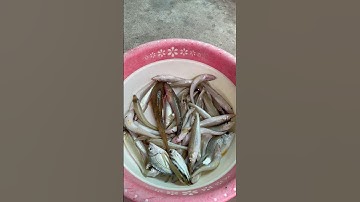 Câu Cá Bống Đục Cá Trap #fishing #cauca #viralvideo