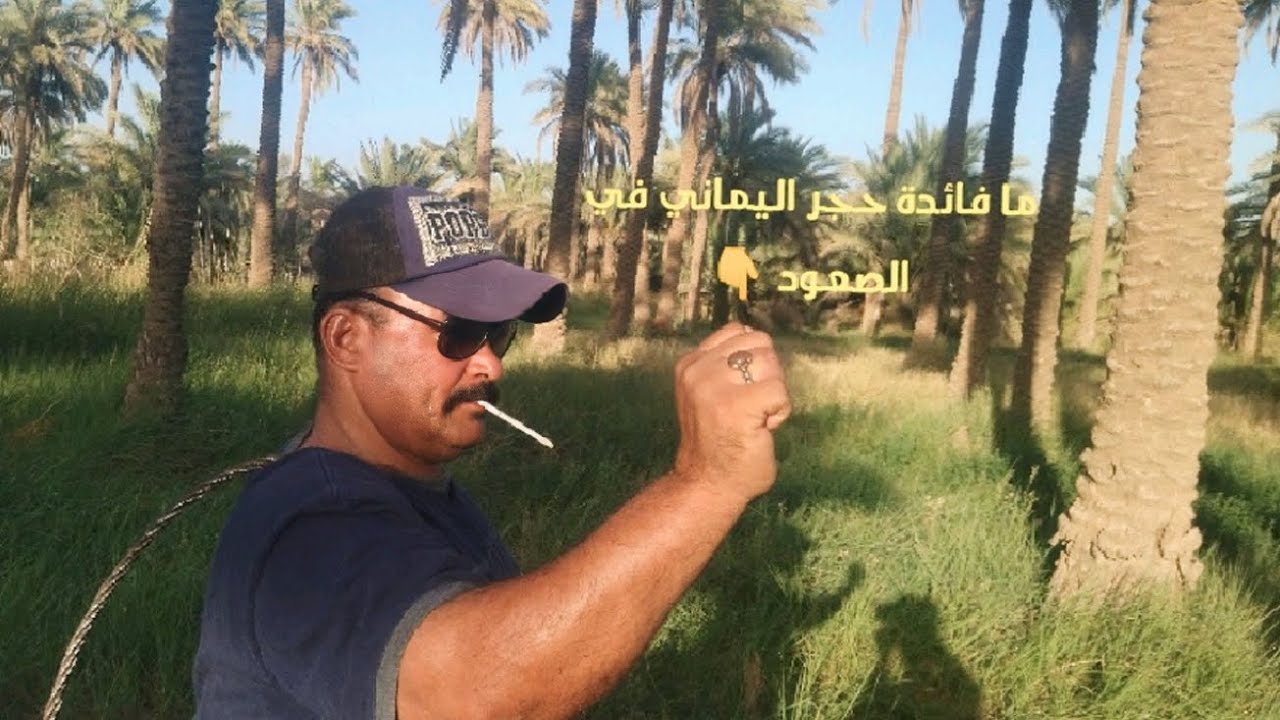 نصائح وتوجيهات لصعود النخيل بطريقه محترفه / وهل حجر اليماني يمنع الخوف في الصعود 🤔