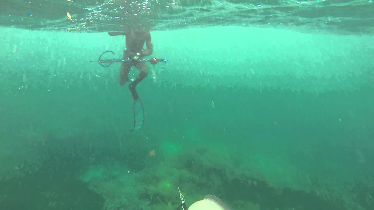 Pole Spear Action Baldchin Grouper