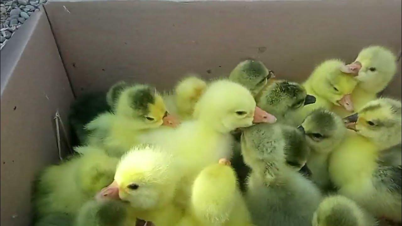 Shaxsiy jinsiy aloqa video Xotin va choqintirgan otasi bilan porno