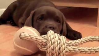 Gorgeous chocolate lab puppy  Samba