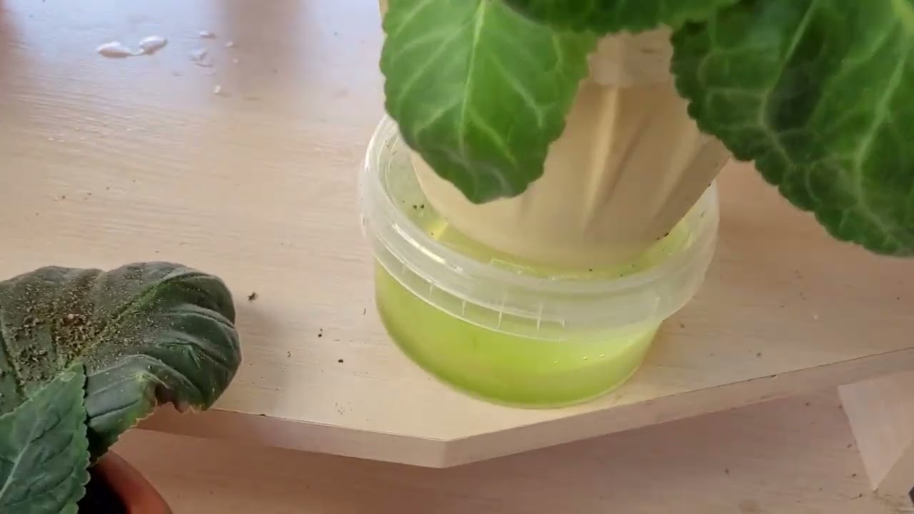 МОМЕНТАЛЬНЫЙ РОСТ ГЛОКСИНИЙ ПОСЛЕ КАРДИНАЛЬНОЙ СРЕЗКИ ПО ПЕРВУЮ ПАРУ ЛИСТЬЕВ. 11.04.22