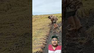 Dhan katne tarika yesto gajjab ko po rahixa #trending #agriculture #farming #rice #plants #tools
