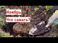 Посадка роз осенью. Как сажать лилии с ростками. Посадка малины осенью. Обзор саженцев Гарденвуд