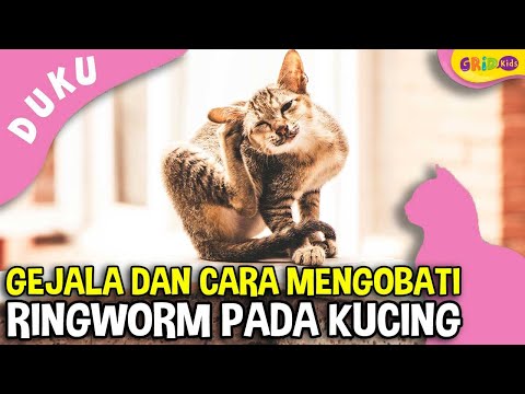 Kucing Lucu - Gejala dan Cara Mengobati Ringworm pada Kucing - Dunia