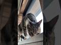 朝のせわしい猫🐱 - Cats in the morning - #shorts #cat