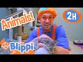 Blippi Visits an Animal Shelter | 2 HOURS OF BLIPPI | Educational Videos for Kids | Blippi Toys