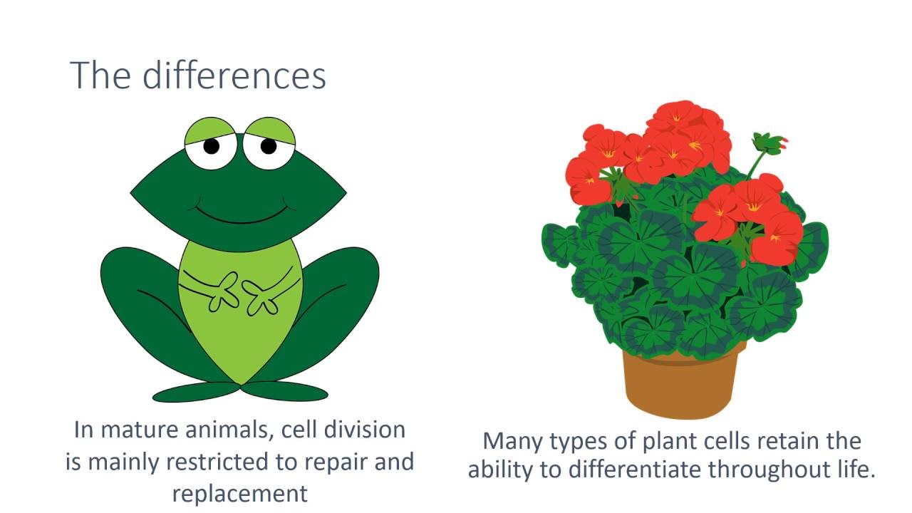 Cell Differentiation | revisingscience