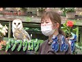 富士花鳥園 バードショー 2021.05.23 メンフクロウのあんずちゃん