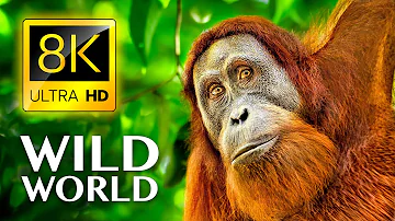 WILD WORLD in 8K ULTRA HD - Wildlife and Animals with Real Nature Sounds