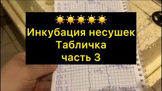 ☀️Моя таблица инкубации