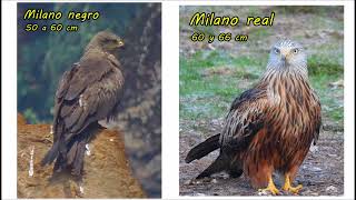 Diferencias entre el milano negro y el milano real