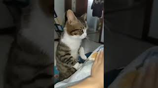 Meow cursing after realizing that he is underpaid