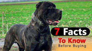 American Bandogge Breed 7 Facts To Know Before Buying || Dog Lovers