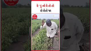 Saurashtra | કે ' દુ નો કે તો તો લે લેતો જા | Mumbai Samachar