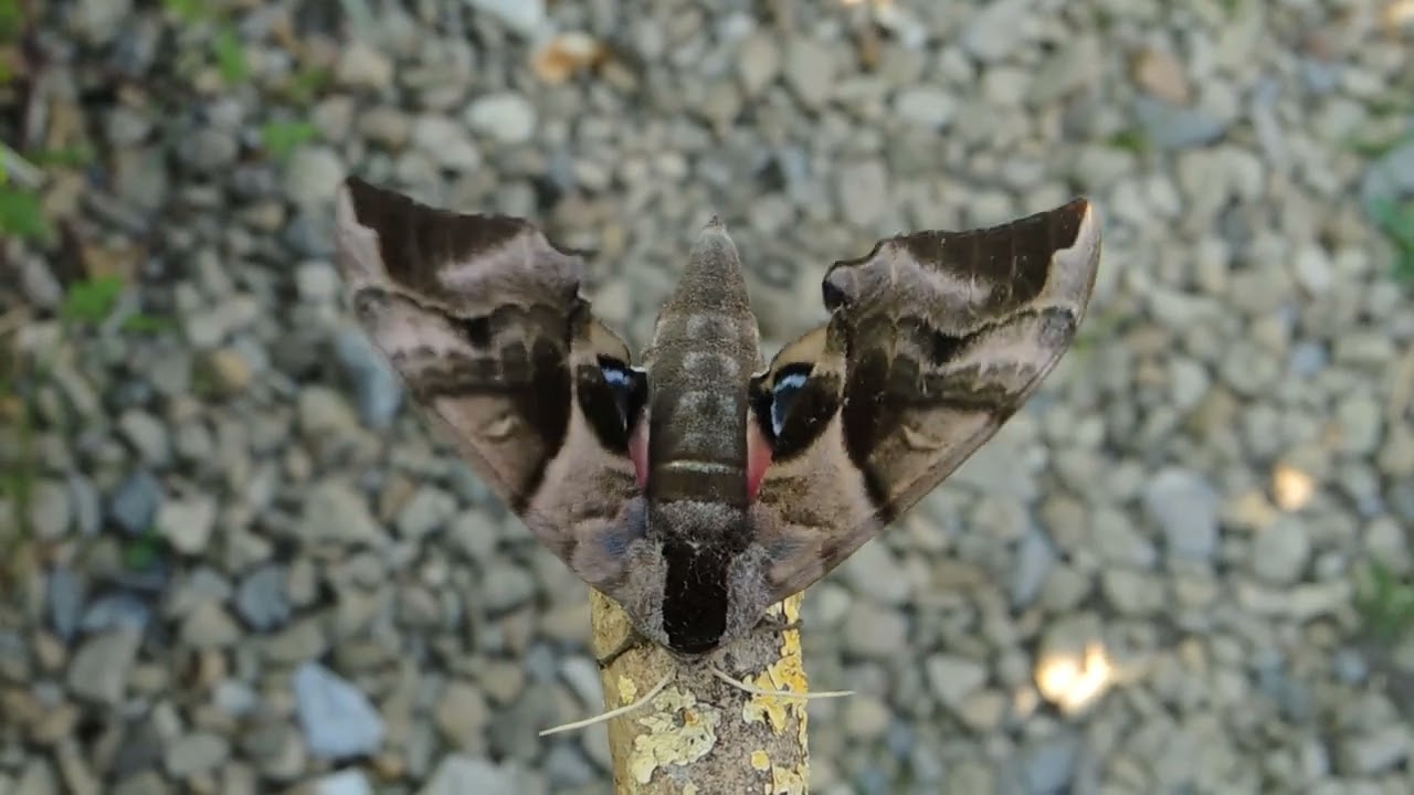 Eyed Hawkmoth (Smerinthus ocellata)