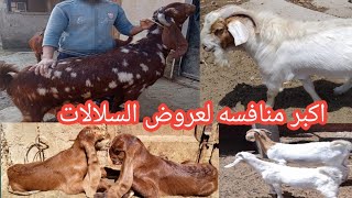 بتوع السلالات يحضروا اكبر منافسه لعروض السلالات ٣ في ١ خليك باكستاني عالي وبور خلفه استيراد ١٠٠كيلوا